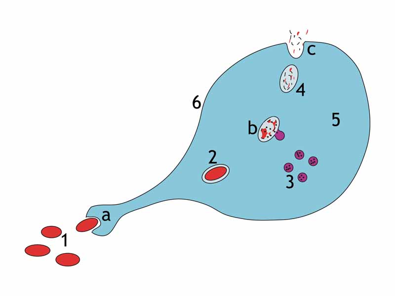 a. Ingestion through phagocytosis, a phagosome is formed - b. The fusion of lysosomes with the phagosome creates a phagolysosome; the pathogen is broken down by enzymes - c. Waste material is expelled or assimilated (the latter not pictured) - Parts: - 1. Pathogens - 2. Phagosome - 3. Lysosomes - 4. Waste material - 5. Cytoplasm - 6. Cell membrane -
