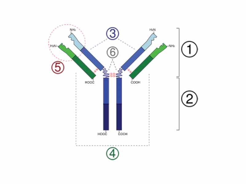 1. Fab region - 2. Fc region - 3. Heavy chain with one variable (VH) domain followed by a constant domain (CH1), a hinge region, and two more constant (CH2 and CH3) domains. - 4. Light chain with one variable (VL) and one constant (CL) domain - 5. Antigen binding site (paratope) - 6. Hinge regions