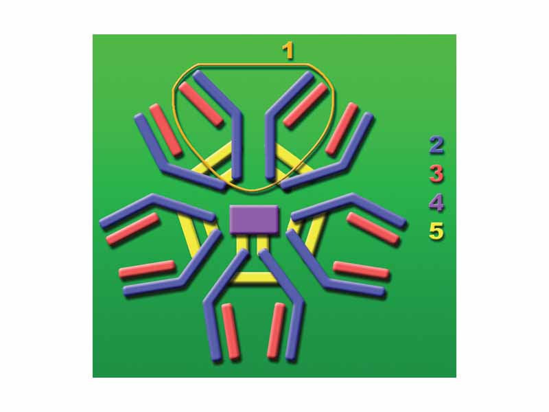 IgM (Immunoglobulin M) antibody molecule consisting of 5 base units. - 1: Base unit. - 2: Heavy chains. - 3: Light chains. - 4: J chain. - 5: Intermolecular disulfide bonds.