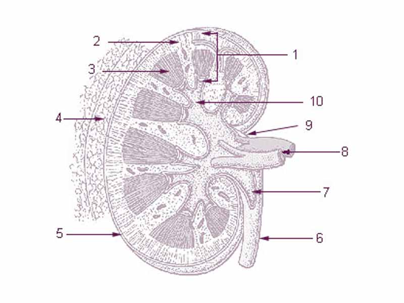 1: Parenchyma - 2: Cortex - 3: Medulla - 4: Perirenal fat - 5: Capsule - 6: Ureter - 7: Pelvis of kidney - 8: Renal artery and Renal vein - 9: Hilus - 10: Calyx
