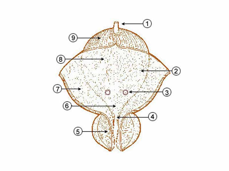 * 1 Urachus - * 2 Posterior wall - * 3 Ureteral orifice - * 4 Bladder neck - * 5 Prostate - * 6 Trigone - * 7 Anterior wall - * 8 Lateral wall - * 9 Dome