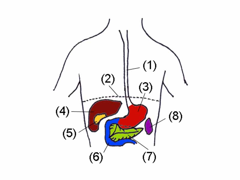 1. Esophagus - 2. Thoracic diaphragm - 3. Stomach - 4. Liver - 5. Gallbladder - 6. Duodenum - 7. Pancreas - 8. Spleen