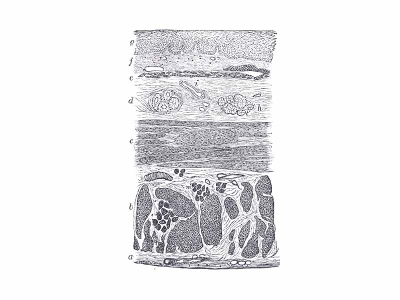 Section of the human esophagus. Moderately magnified. The section is transverse and from near the middle of the gullet. - a. Fibrous covering. - b. Divided fibers of longitudinal muscular coat. - c. Transverse muscular fibers. - d. Submucous or areolar layer. - e. Muscularis mucosae. - f. Mucous membrane, with vessels and part of a lymphoid nodule. - g. Stratified epithelial lining. - h. Mucous gland. - i. Gland duct. - m’. Striated muscular fibers cut across.