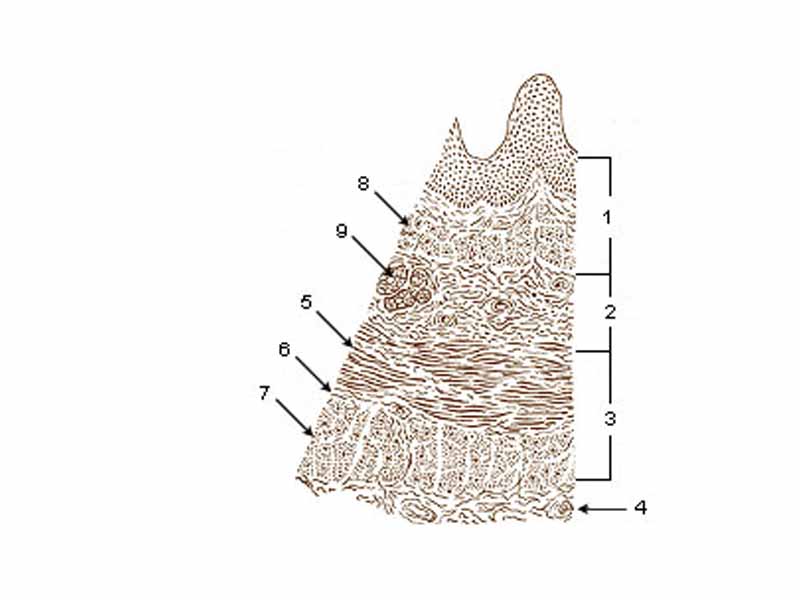 Layers of Esophageal Wall: - 1. Mucosa - 2. Submucosa - 3. Muscularis - 4. Adventitia - 5. Striated muscle - 6. Striated and smooth - 7. Smooth muscle - 8. Lamina muscularis mucosae - 9. Esophageal glands