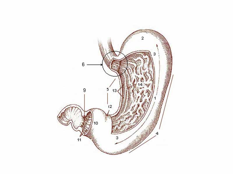 * 1. Body of stomach - * 2. Fundus - * 3. Anterior wall - * 4. Greater curvature - * 5. Lesser curvature - * 6. Cardia - * 9. Pyloric sphincter - * 10. Pyloric antrum - * 11. Pyloric canal - * 12. Angular notch - * 13. Gastric canal - * 14. Rugal folds