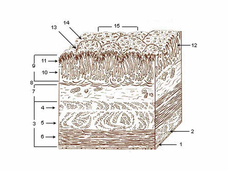 Layers of Stomach Wall: - 1. Serosa - 2. Tela subserosa - 3. Muscularis - 4. Oblique fibers of muscle wall - 5. Circular muscle layer - 6. Longitudinal muscle layer - 7. Submucosa - 8. Lamina muscularis mucosae - 9. Mucosa - 10. Lamina propria - 11. Epithelium - 12. Gastric glands - 13. Gastric pits - 14. Villous folds - 15. Gastric areas (gastric surface)