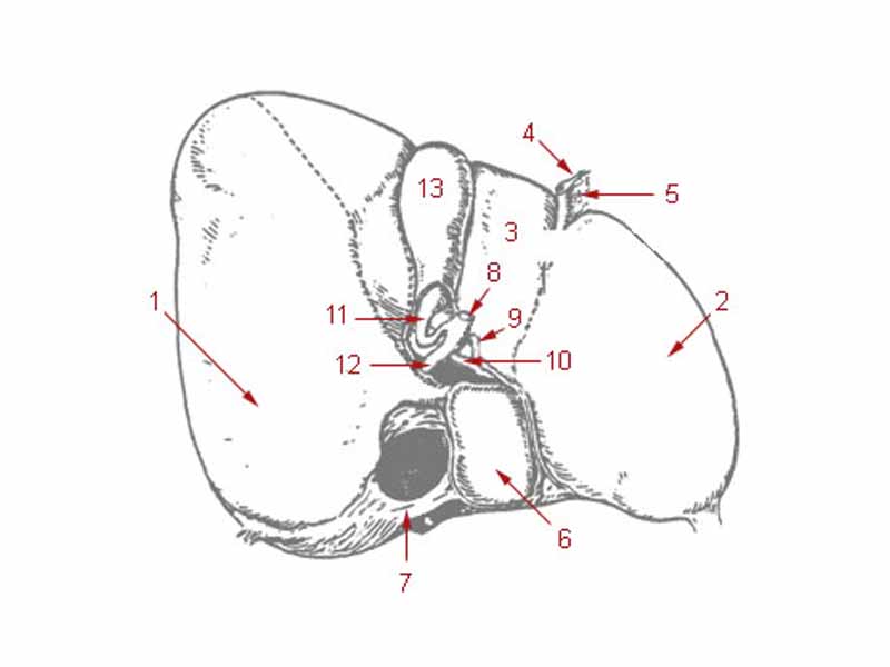 1: Right lobe of liver - 2: Left lobe of liver - 3: Quadrate lobe of liver - 4: Round ligament of liver - 5: Falciform ligament - 6: Caudate lobe of liver - 7: Inferior vena cava - 8: Common bile duct - 9: Hepatic artery - 10: Portal vein - 11: Cystic duct - 12: Common hepatic duct - 13: Gallbladder