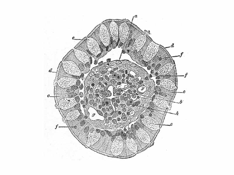 Transverse section of a villus, from the human intestine. X 350. - a. Basement membrane, here somewhat shrunken away from the epithelium. - b. Lacteal. - c. Columnar epithelium. - d. Its striated border. - e. Goblet cells. - f. Leucocytes in epithelium. - f’. Leucocytes below epithelium. - g. Bloodvessels. - h. Muscle cells cut across.