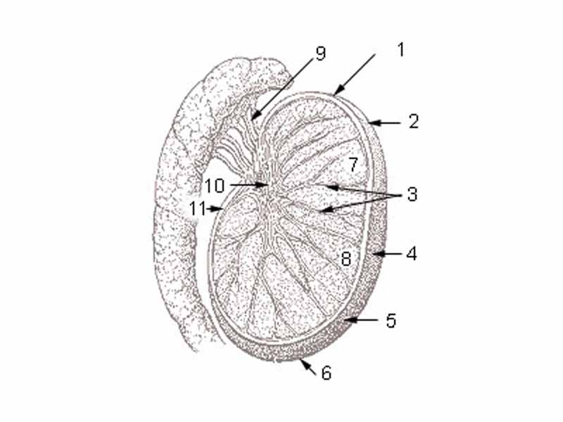 1 Head or upper pole of testis - 2 Tunica albuginea - 3 Testicular septa - 4 Anterior margin (free margin) - 5 Lateral surface - 6 Tail or lower pole of testis - 7 Testicular lobules - 8 Parenchyma of testis - 9 Efferent ductules - 10 Mediastinum testis - 11 Posterior margin