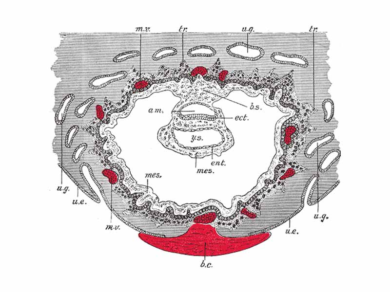 Section through ovum imbedded in the uterine decidua. Semidiagrammatic. - - am. Amniotic cavity. - b.c. Blood-clot. - b.s. Body-stalk. - ect. Embryonic ectoderm. - ent. Entoderm. - mes. Mesoderm. - m.v. Maternal vessels. - tr. Trophoblast. - u.e. Uterine epithelium. - u.g. Uterine glands. - y.s. Yolk-sac.