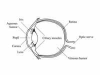 The human eye