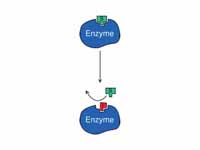 Competitive inhibition: substrate (S)...