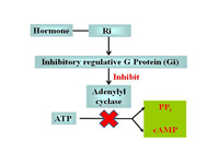 The effect of Ri and Gi in cAMP signa...