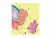 1 Nucleus     2 Nuclear pore     3 Ro...