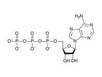 ATP structure