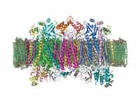 The crystal structure of bovine cytoc...