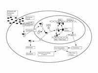 AhR Signaling Pathway