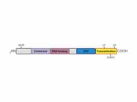 Domains and covalent modification sit...