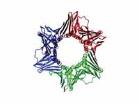 The assembled human DNA clamp, a trim...