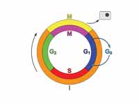 Schematic of the cell cycle. outer ri...