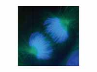 Anaphase: Lengthening nonkinetochore ...