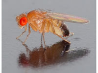 Drosophila melanogaster