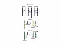 Illustrations of five types of chromo...