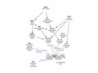 Most lifespan influencing genes affec...