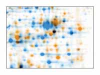 Warping: Images of two 2D electrophor...