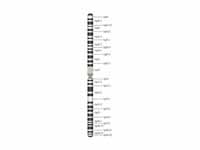 Chromosome 1 (human)