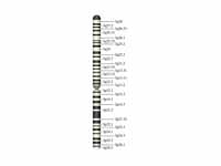 Chromosome 3 (human)