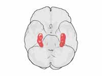 The hippocampus is structurally locat...