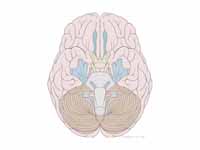 Cranial nerves
