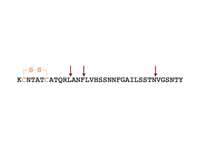 Amino acid sequence of amylin with di...