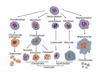 Blood cell lineage