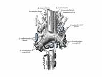 The tracheobronchial lymph glands.