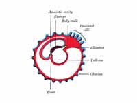 Diagram showing later stage of allant...
